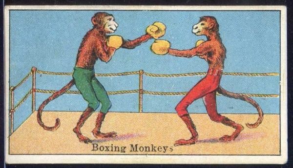 Boxing Monkeys